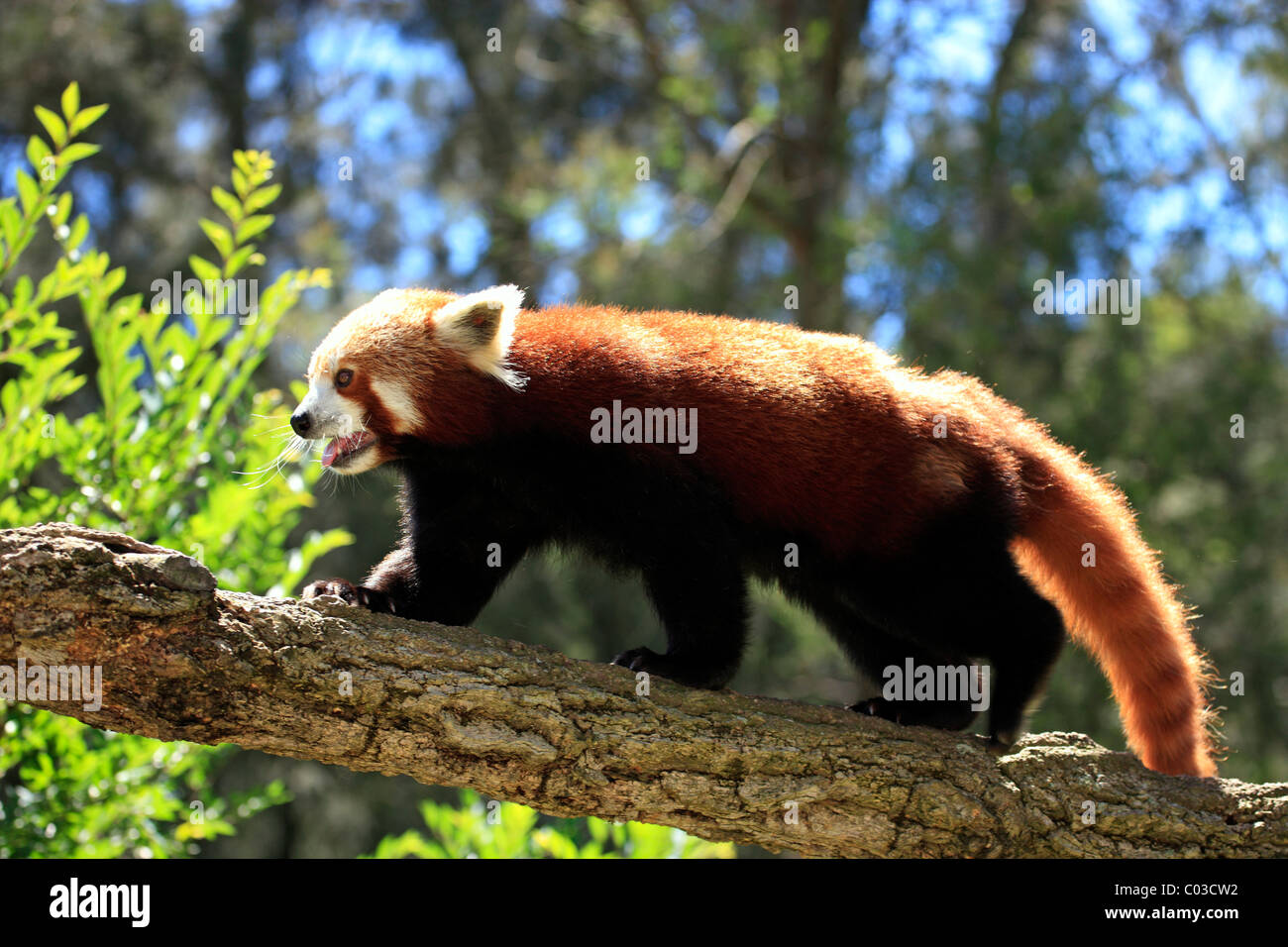 Panda rosso (Ailurus fulgens fulgens adulto), sulla struttura, esecuzione, Asia Foto Stock