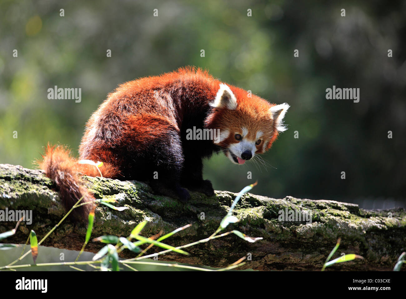 Panda rosso (Ailurus fulgens fulgens adulto), su albero, Asia Foto Stock