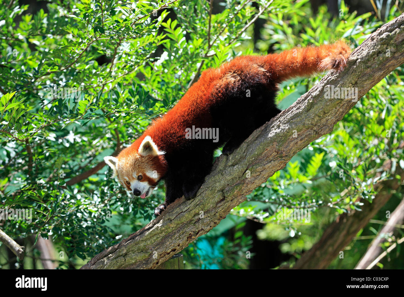 Panda rosso (Ailurus fulgens fulgens adulto), sulla struttura, esecuzione, Asia Foto Stock