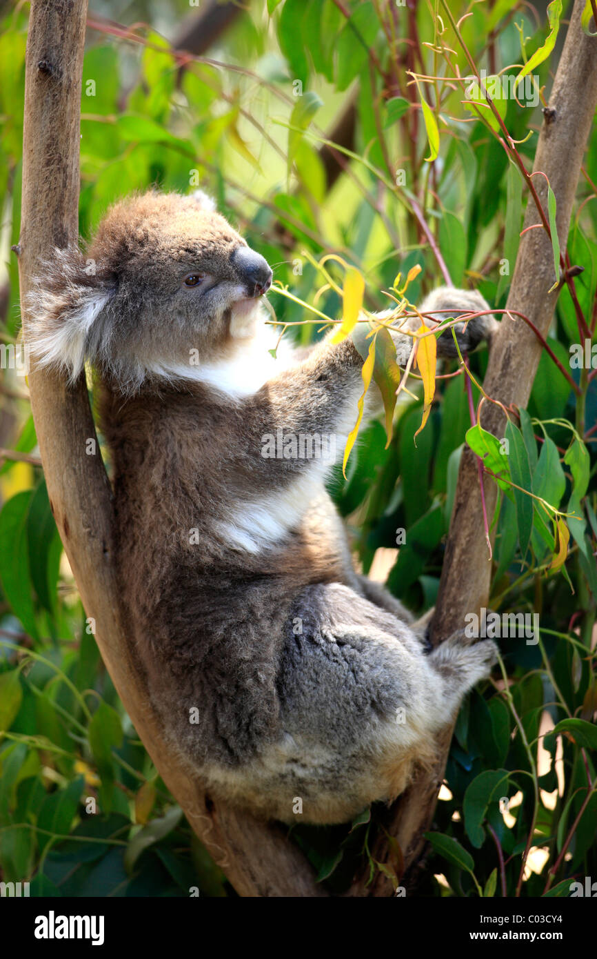 Koala (Phascolarctos cinereus), Adulto nella struttura ad albero alimentazione su eucalipto, Australia Foto Stock
