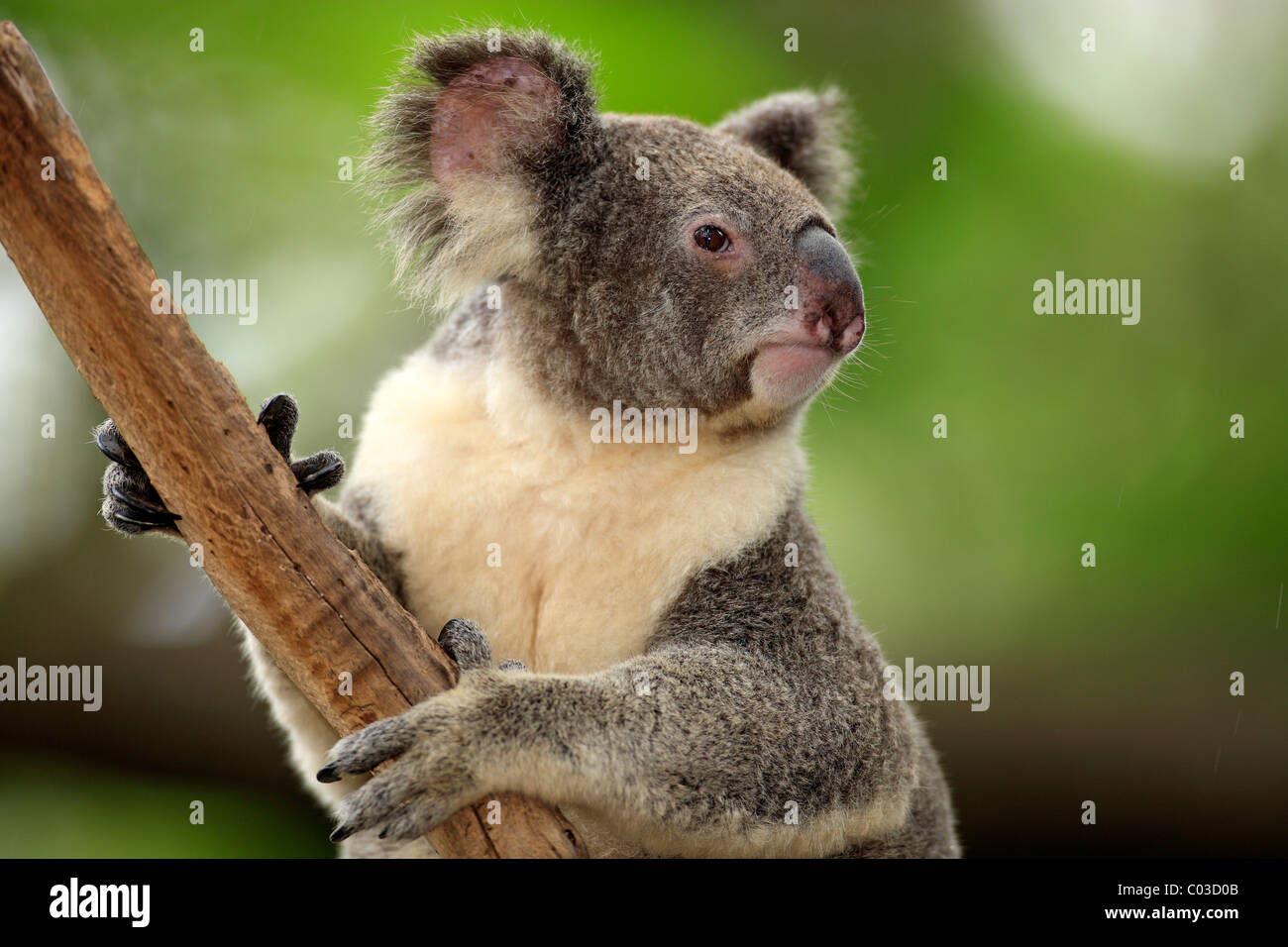 Koala (Phascolarctos cinereus), Adulto, albero, Australia Foto Stock