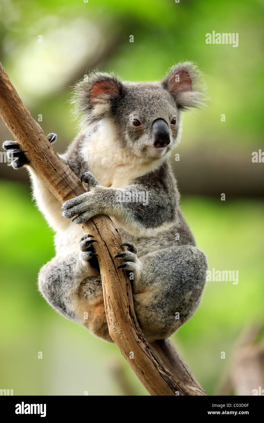 Koala (Phascolarctos cinereus), Adulto nella struttura ad albero, Australia Foto Stock