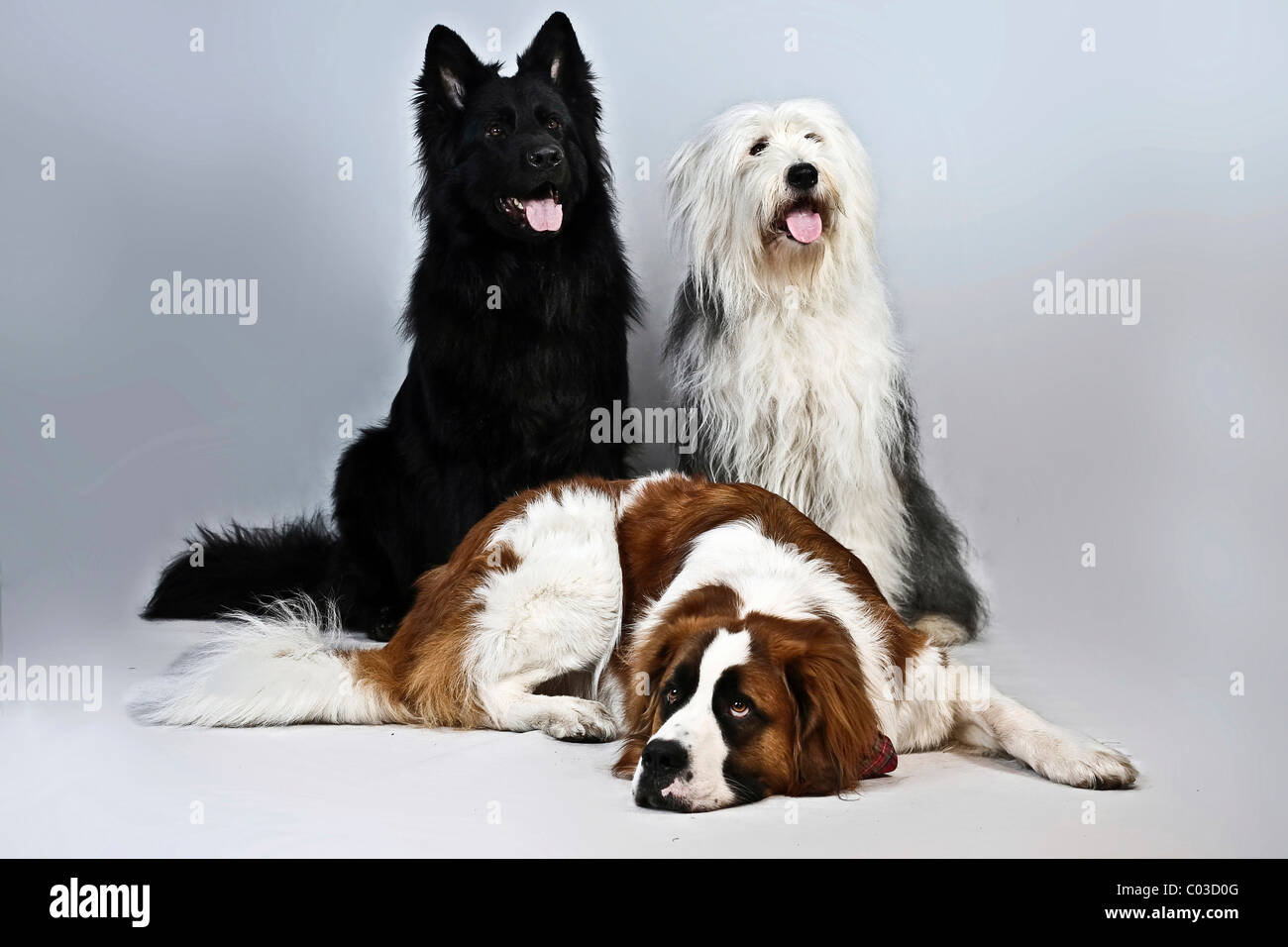 Giacente san Bernardo cane, antico tedesco il cane pastore e mongrel Foto Stock