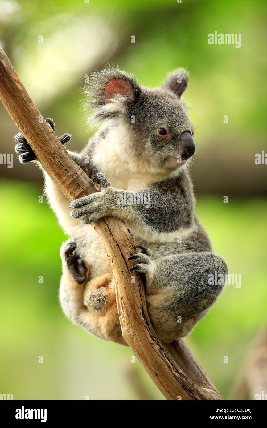 Koala (Phascolarctos cinereus), Adulto nella struttura ad albero, Australia Foto Stock