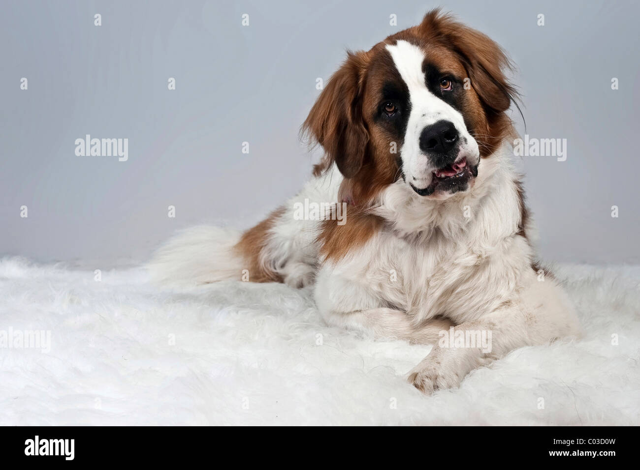 San Bernardo cane giacente su di una bianca coltre di peluche Foto Stock