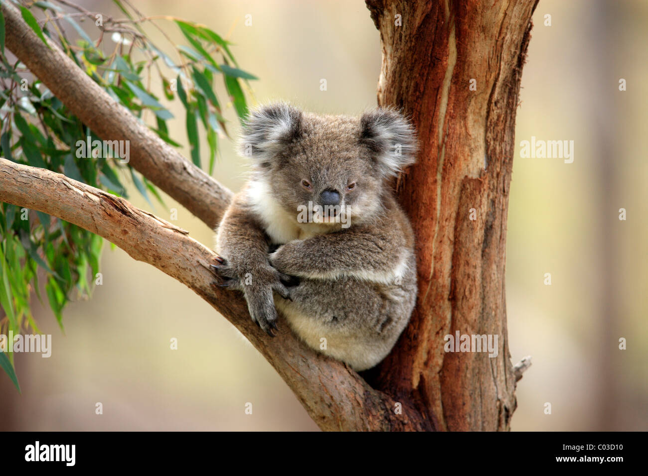 Koala (Phascolarctos cinereus), Adulto nella struttura ad albero, Australia Foto Stock