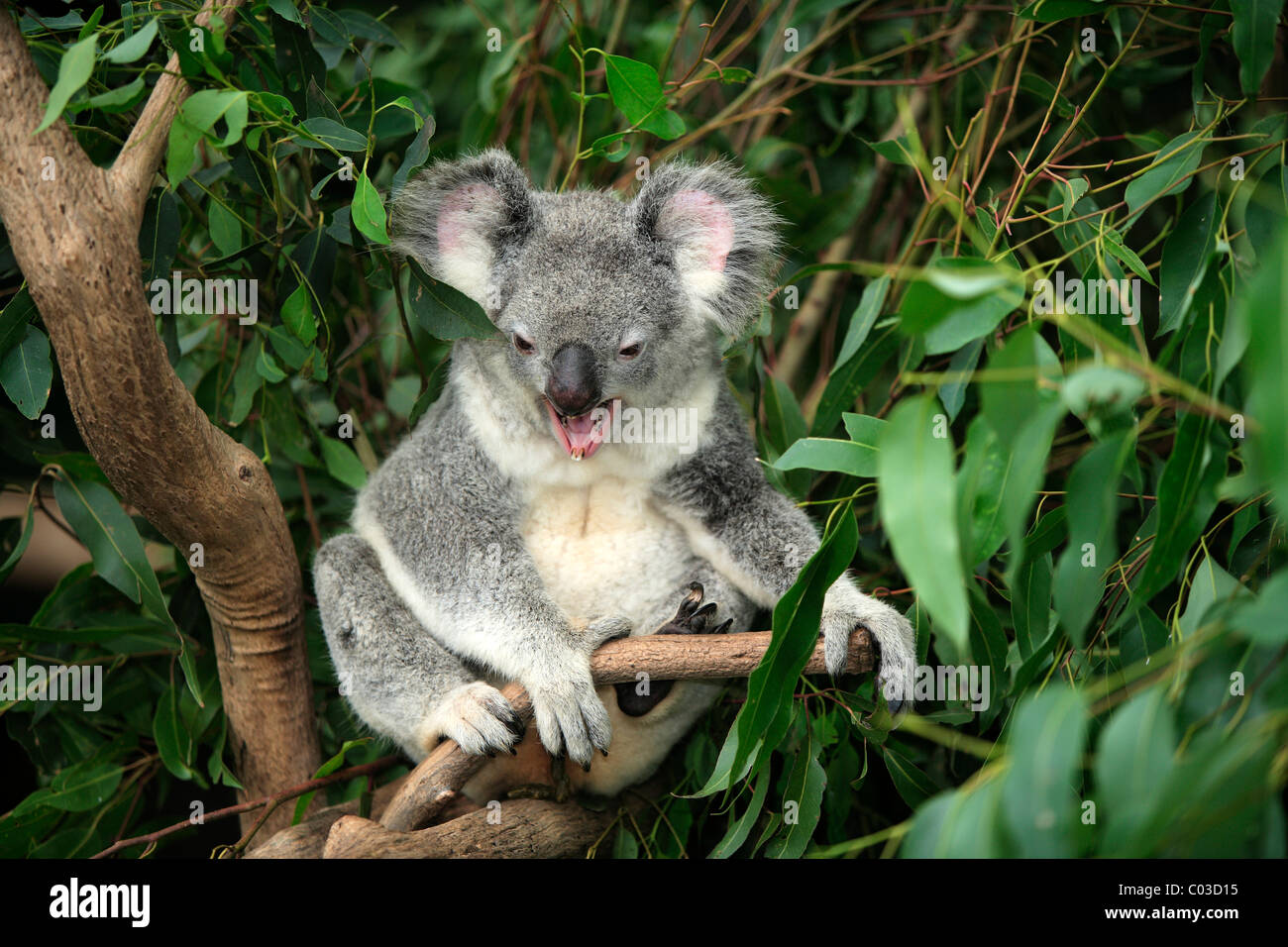 Koala (Phascolarctos cinereus), sbadigli adulto nella struttura ad albero, Australia Foto Stock