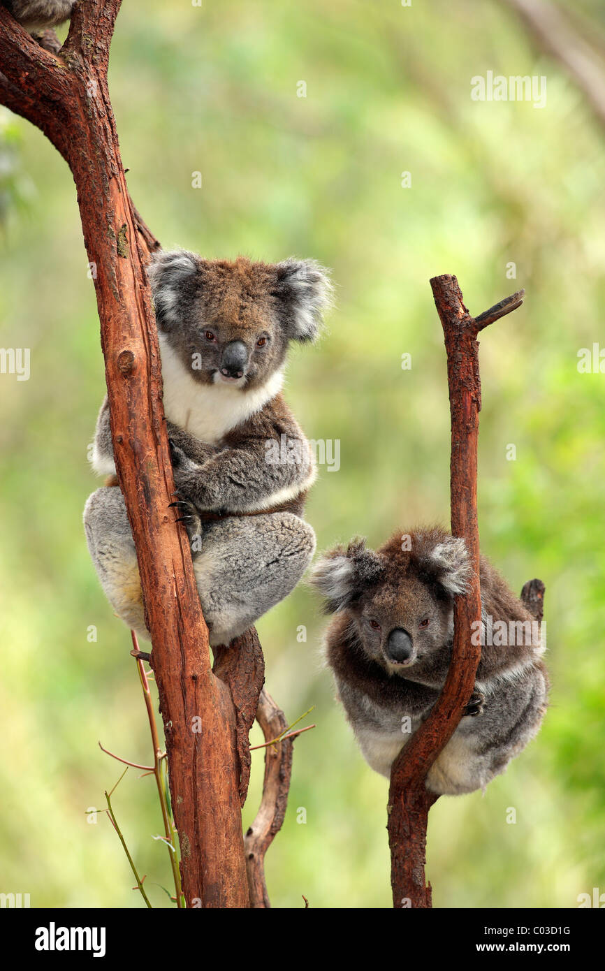 Koala (Phascolarctos cinereus), Adulto Giovane, albero, Australia Foto Stock