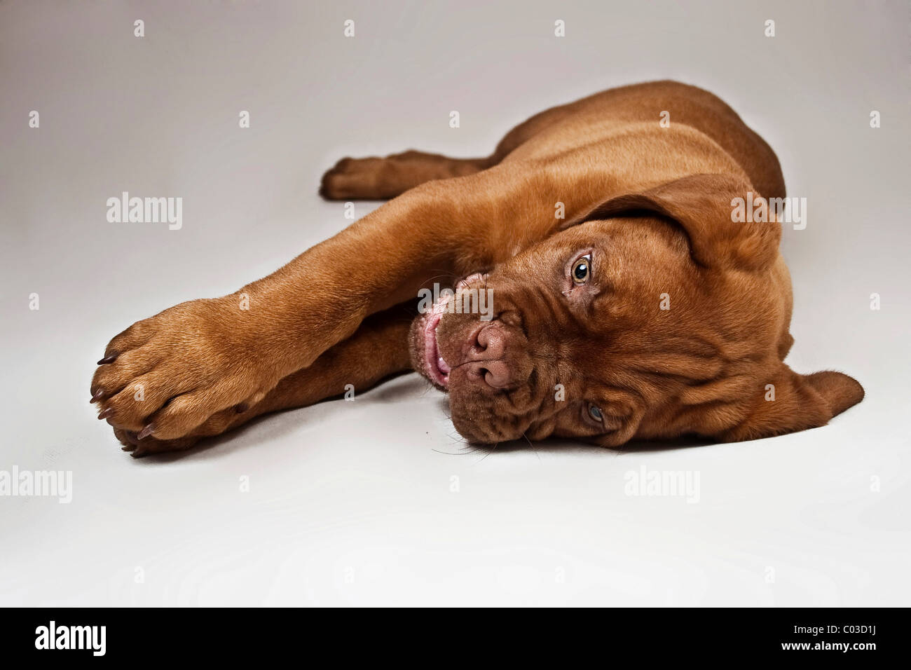 Bordeaux Mastiff o Francese Mastiff cucciolo sdraiato sul suo lato Foto Stock
