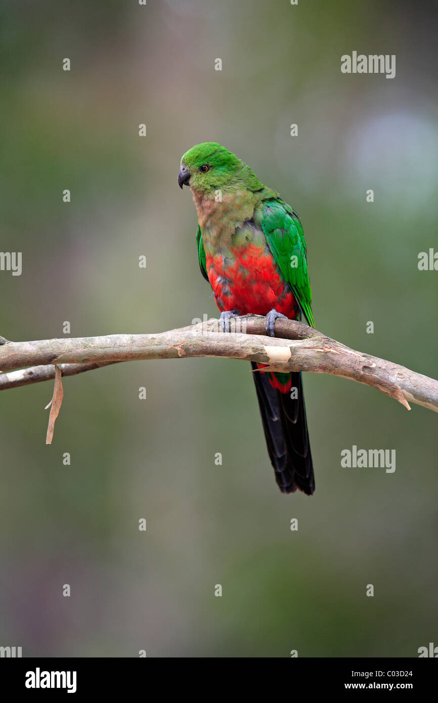 Australian re Parrot (Alisterus scapularis), subadult su albero, Broulee, Nuovo Galles del Sud, Australia Foto Stock