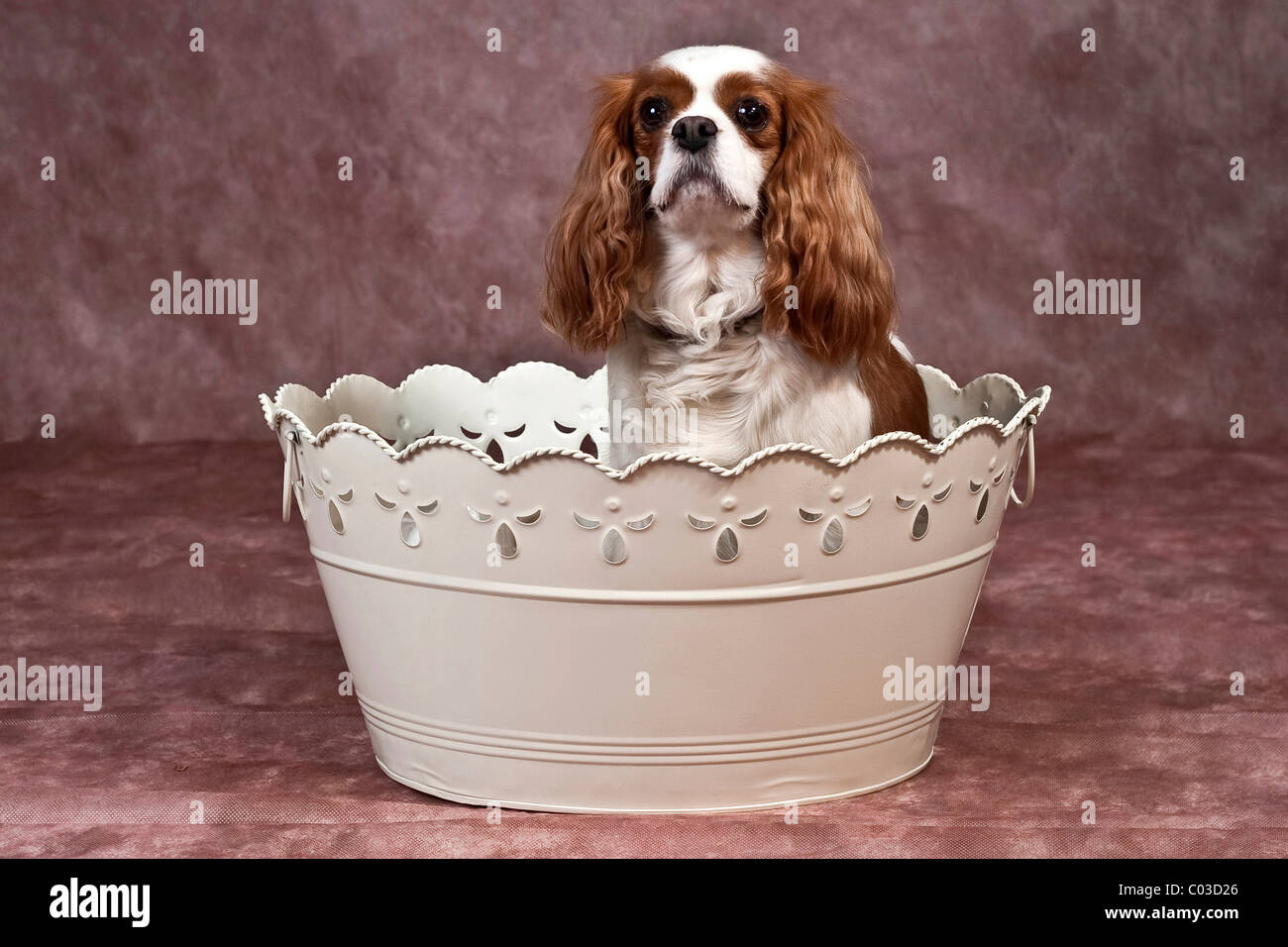 Cavalier King Charles Spaniel seduto in una vasca da bagno ornati Foto Stock