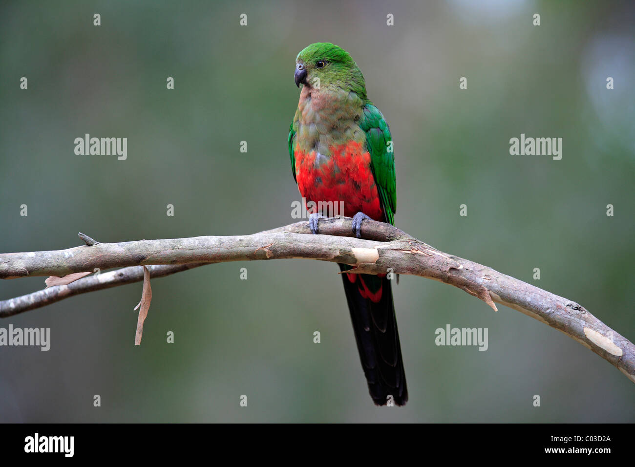 Australian re Parrot (Alisterus scapularis), subadult su albero, Broulee, Nuovo Galles del Sud, Australia Foto Stock