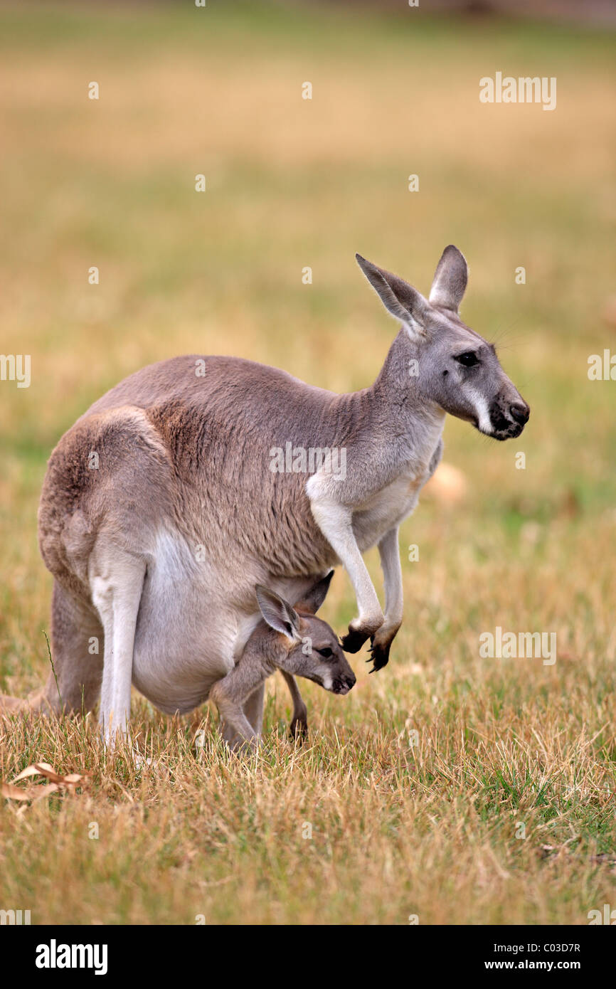 Orientale Canguro grigio (Macropus giganteus), femmina adulti con i giovani nella sacca, Australia Foto Stock