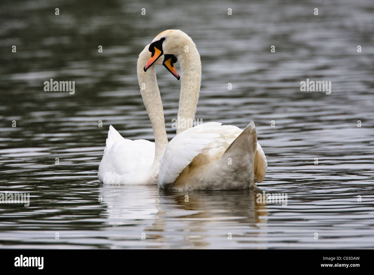 Cigni nel corteggiamento l'abbinamento con la coppia formando una forma di cuore Foto Stock