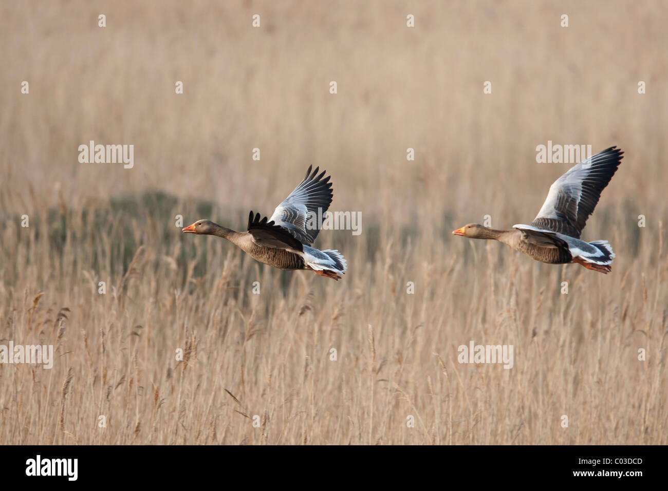 Oche Graylag volando sopra un letto di reed Foto Stock