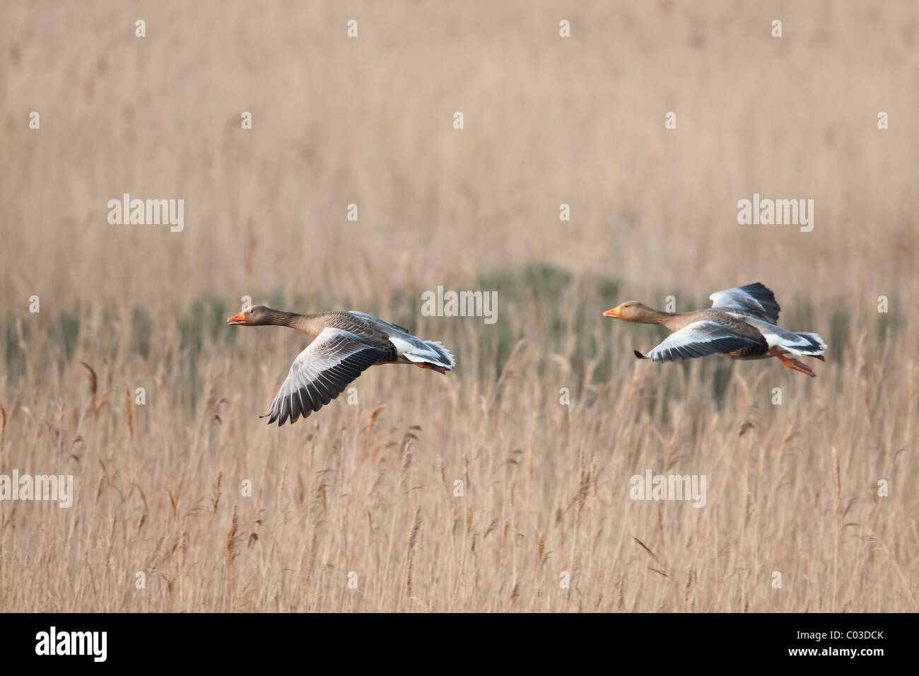 Oche Graylag volando sopra un letto di reed Foto Stock