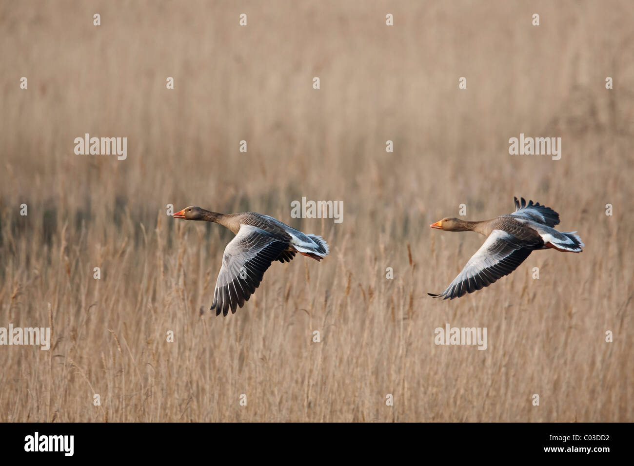 Oche Graylag volando sopra un letto di reed Foto Stock