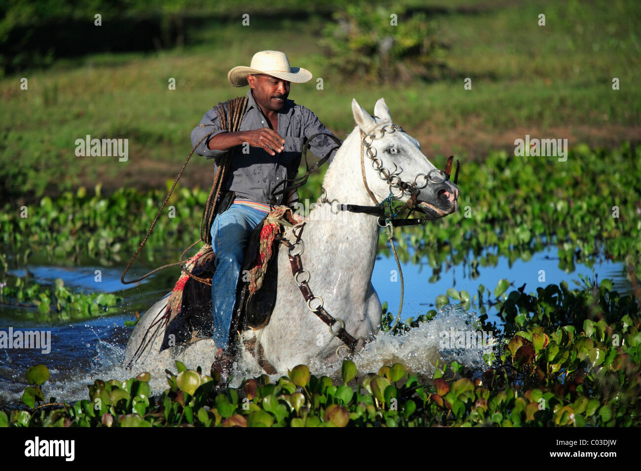 Pantanal disinfestazione cowboy a cavallo Pantaneiro attraverso acqua, Pantanal, Brasile, Sud America Foto Stock