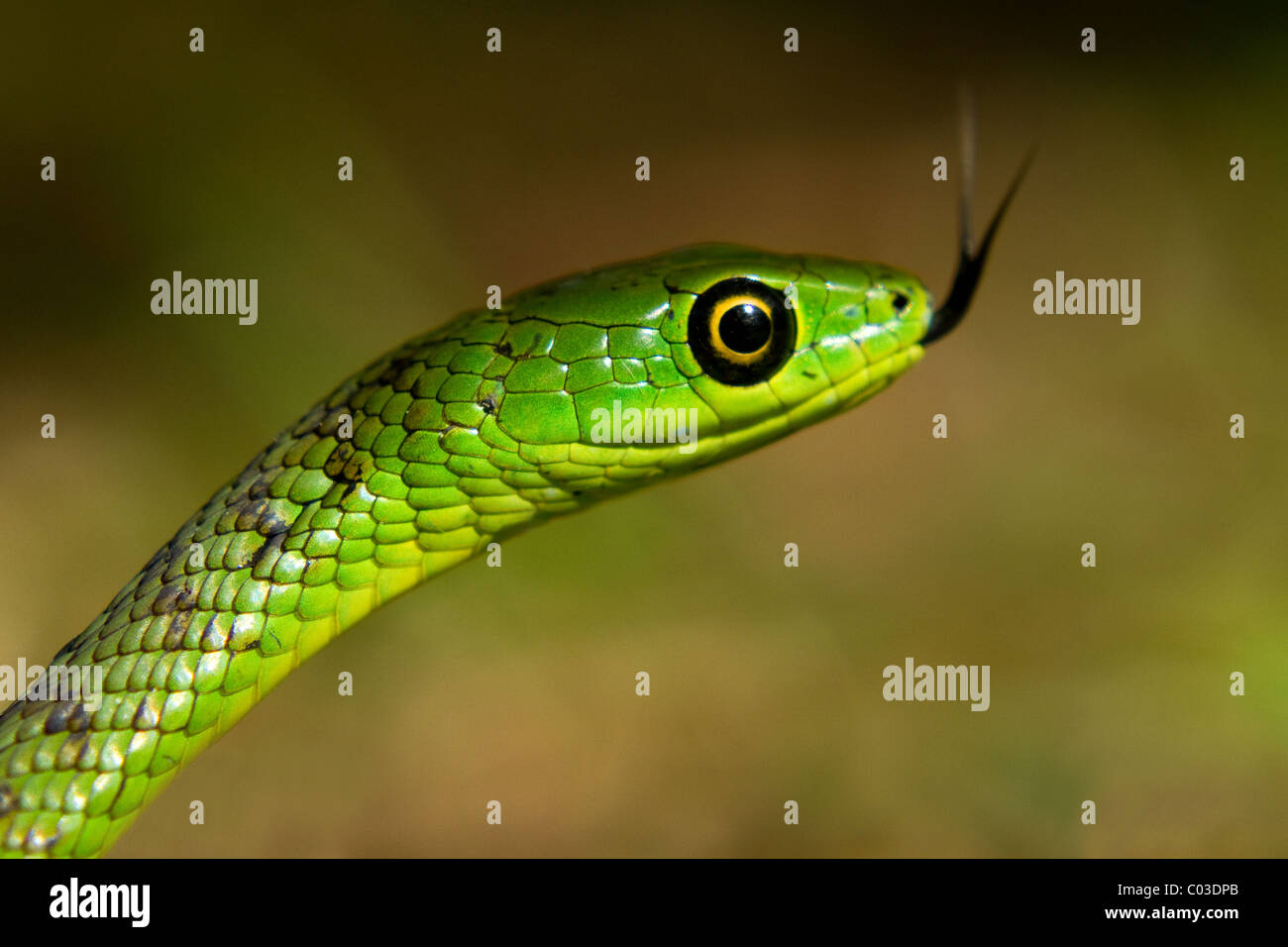 Close-up di green spotted bush snake con lingua biforcuta Foto Stock