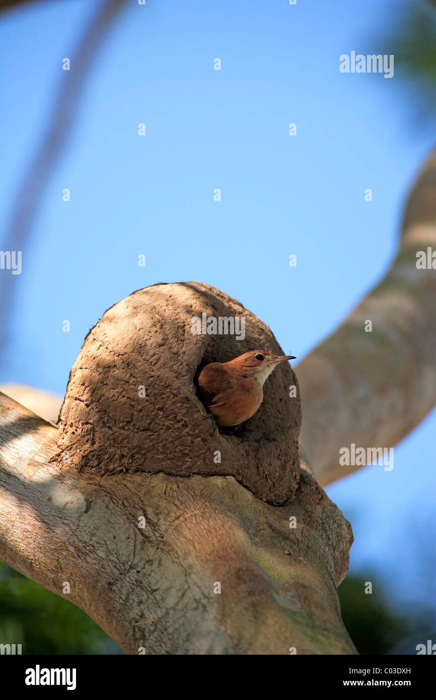 Rufous Hornero (Furnarius rufus) adulto, al nido nella struttura ad albero, Pantanal, Brasile, Sud America Foto Stock
