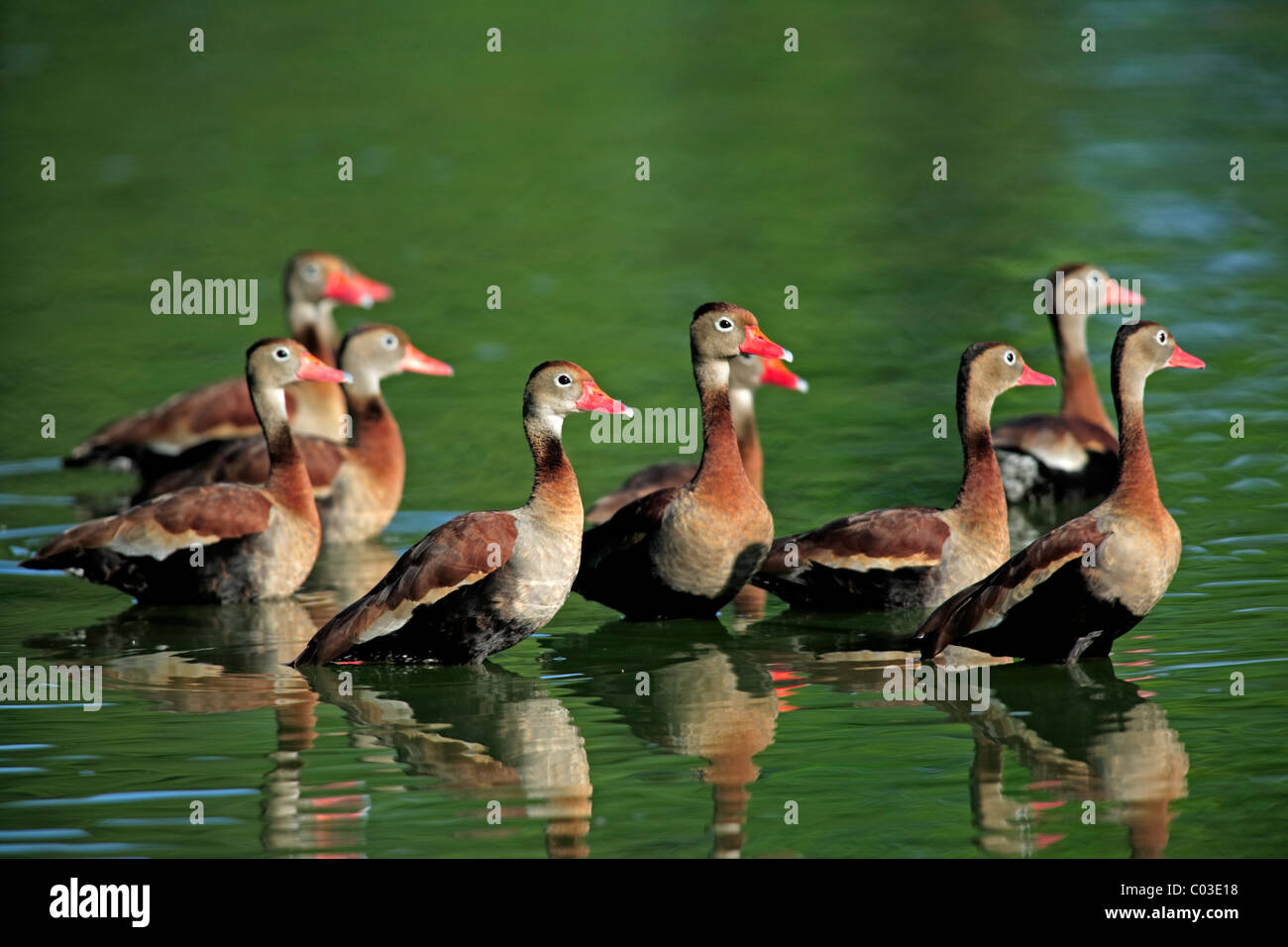 Il rinforzo del rospo sibilo anatre (Dendrocygna autumnalis) nuoto su un laghetto, Pantanal, Brasile, Sud America Foto Stock