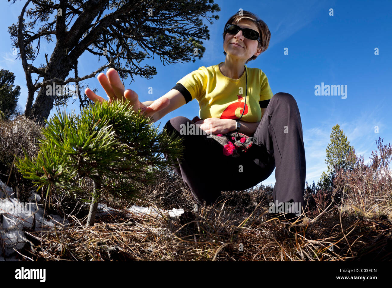 Un escursionista donna guardando un giovane di pino silvestre (Pinus sylvestris). La Francia. Randonneuse attento onu jeune pin sylvestre (Francia). Foto Stock