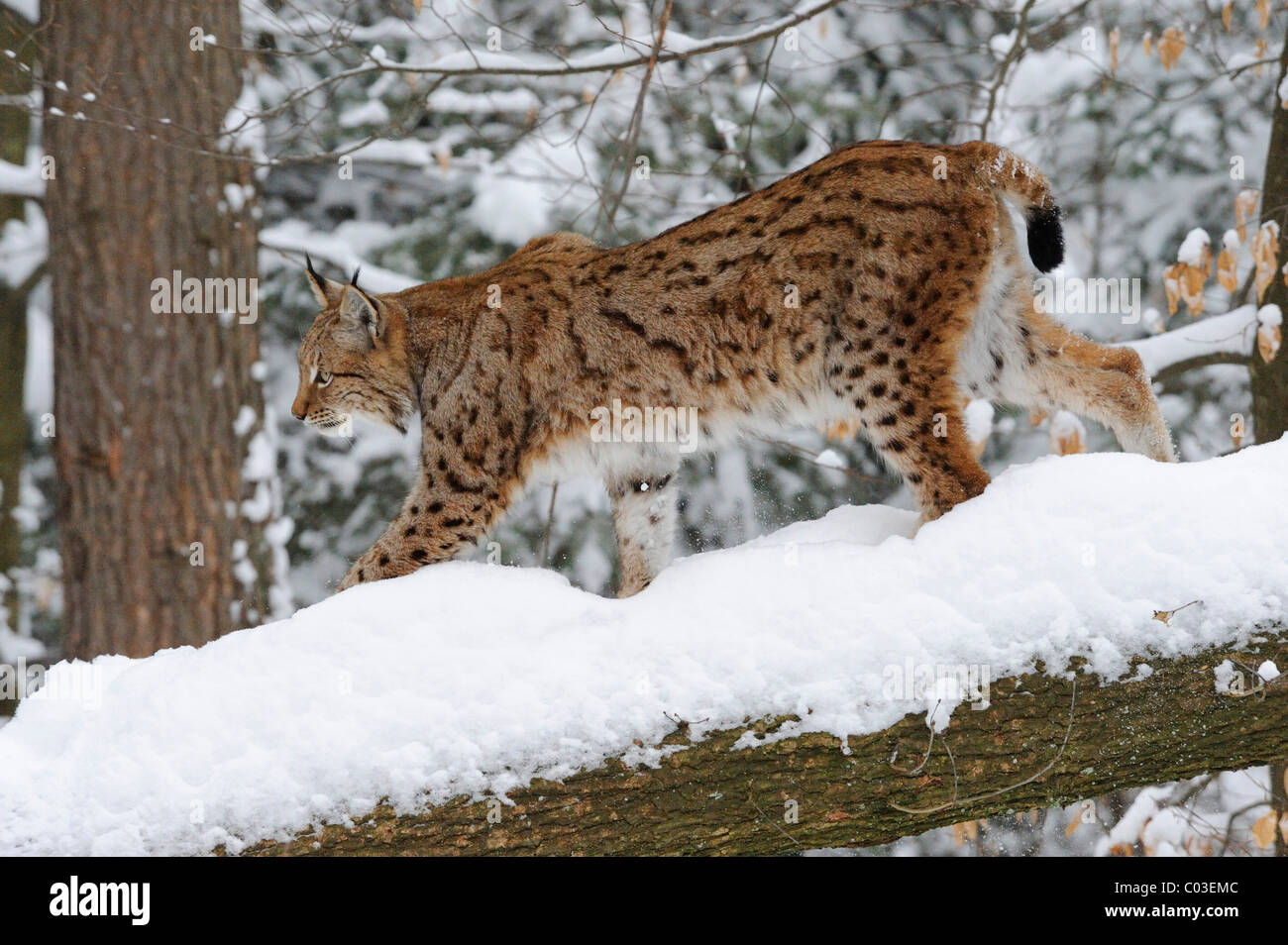 (Lynx Lynx lynx) nella neve Foto Stock