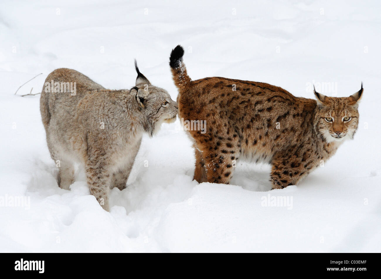 (Lynx Lynx lynx) nella neve Foto Stock