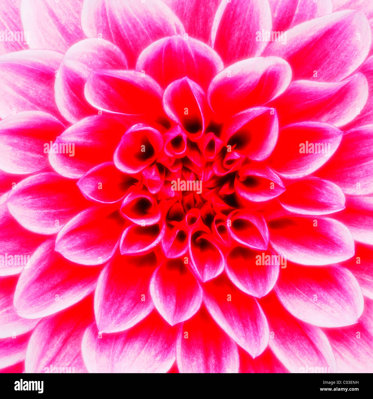 Dahlia 'Maxim' (Dahlia), fiore, close-up Foto Stock