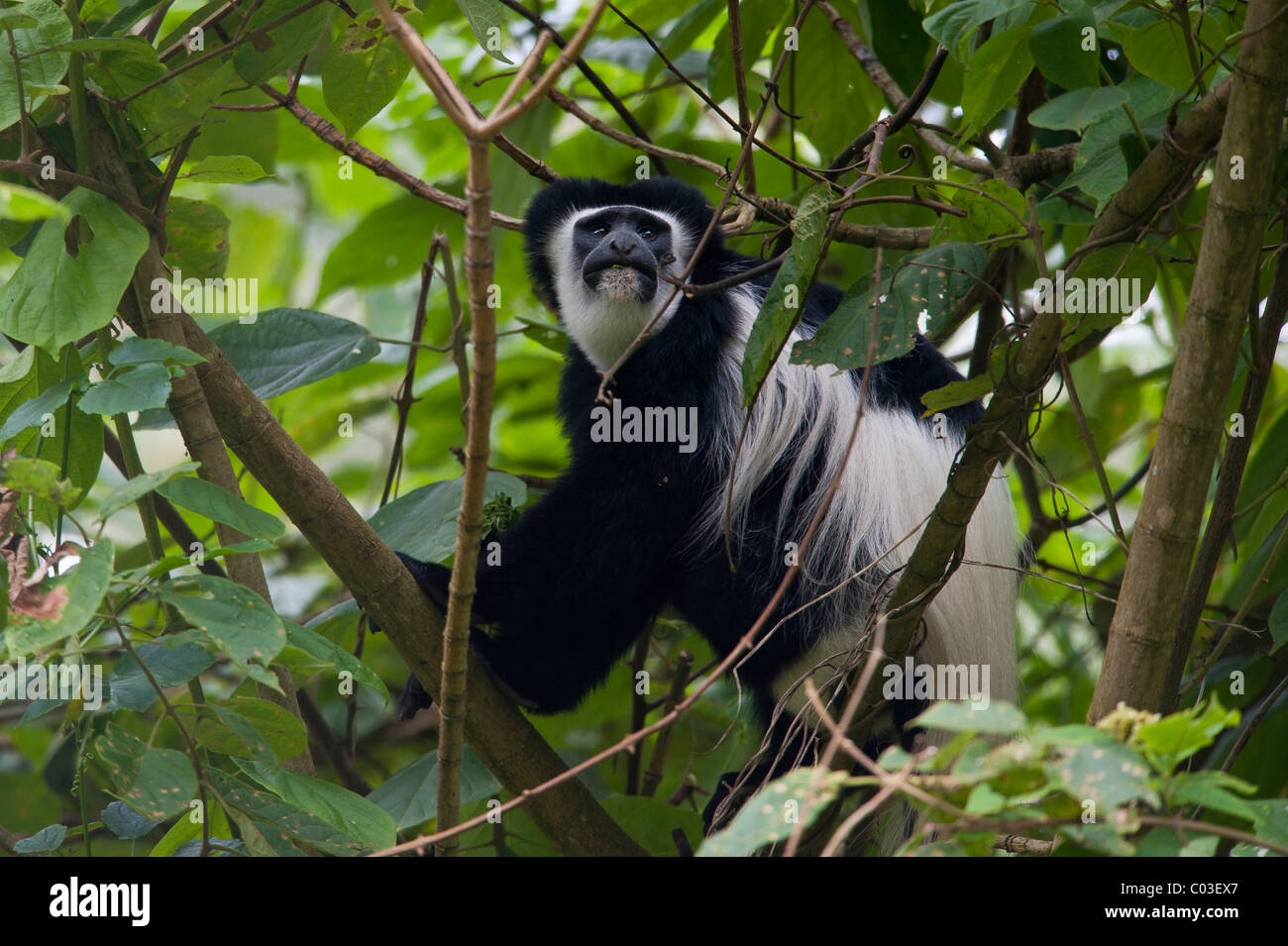 Mantled (Guereza Colobus guereza), il Parco Nazionale di Arusha, Tanzania Africa Foto Stock