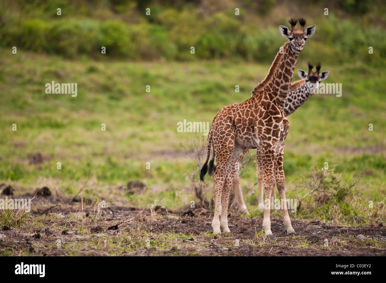 Due insolite giraffe (Giraffa carmeopardalis) guardando curioso, Parco Nazionale di Arusha, Tanzania Africa Foto Stock