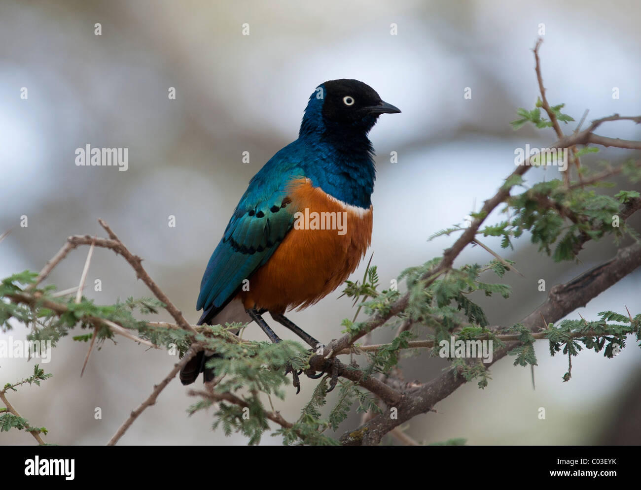 Superba Starling (Lamprotornis superbus), Tanzania Africa Foto Stock