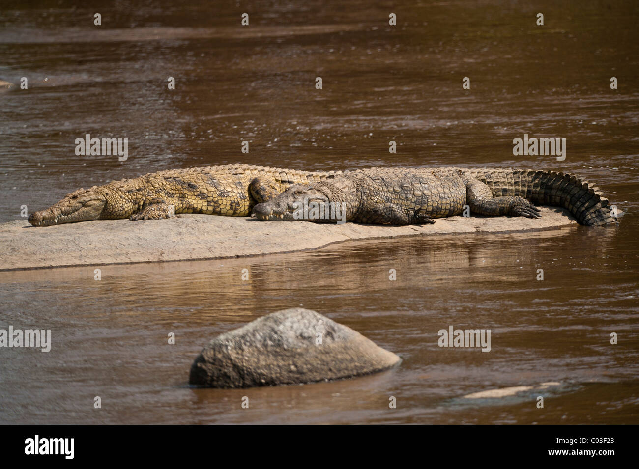 Coccodrilli del Nilo (Crocodylus niloticus), fiume di Mara, Tanzania Africa Foto Stock
