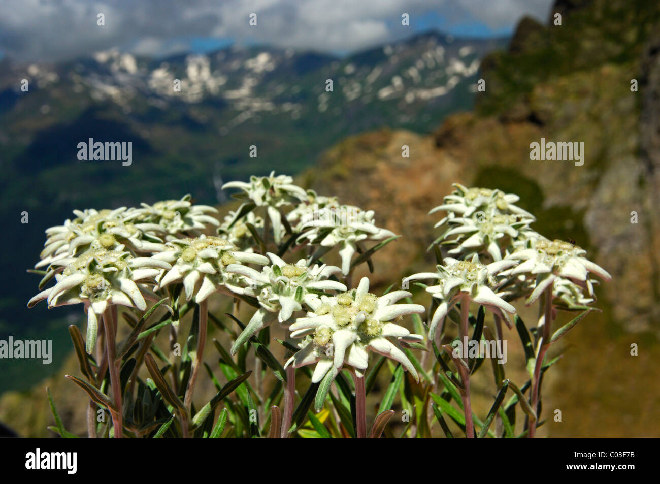 Edelweiss (Leontopodium alpinum Cass.) Foto Stock
