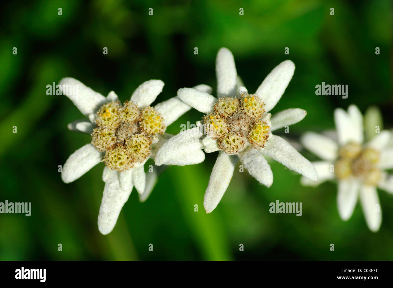 Edelweiss (Leontopodium alpinum Cass.) Foto Stock