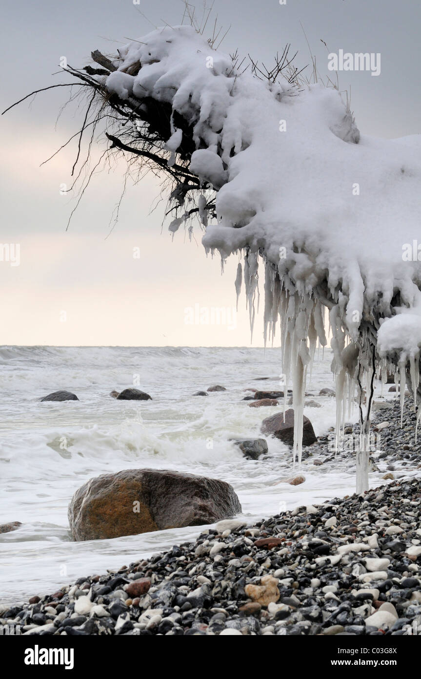Coperti di ghiaccio ceppo di albero sul mar Baltico a riva, Jasmund National Park, Ruegen Isola, Meclemburgo-Pomerania Occidentale Foto Stock