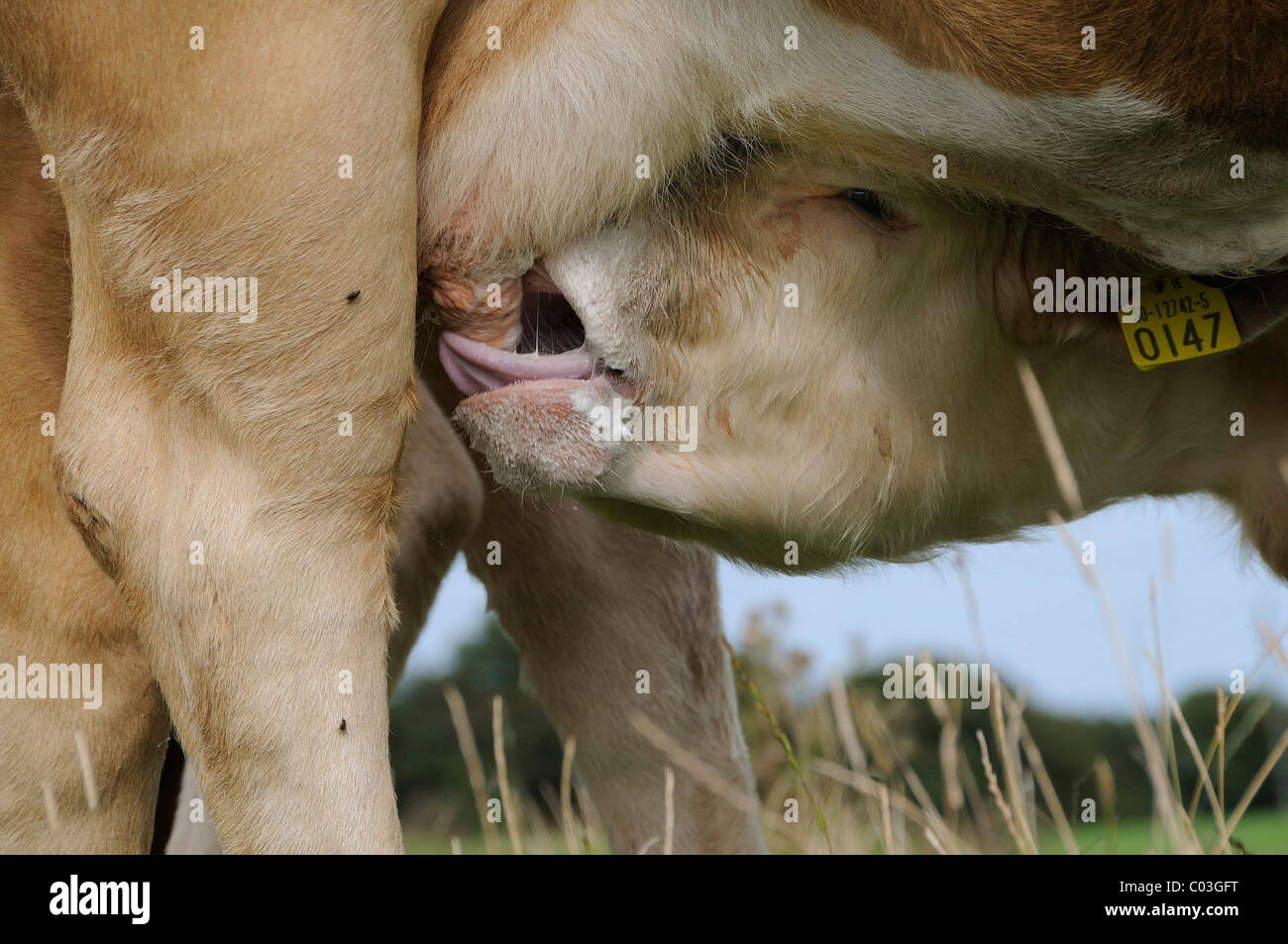 Vitello lattante alla tettarella di una vacca madre, sullo Shannon, Midlands, Repubblica di Irlanda, Europa Foto Stock
