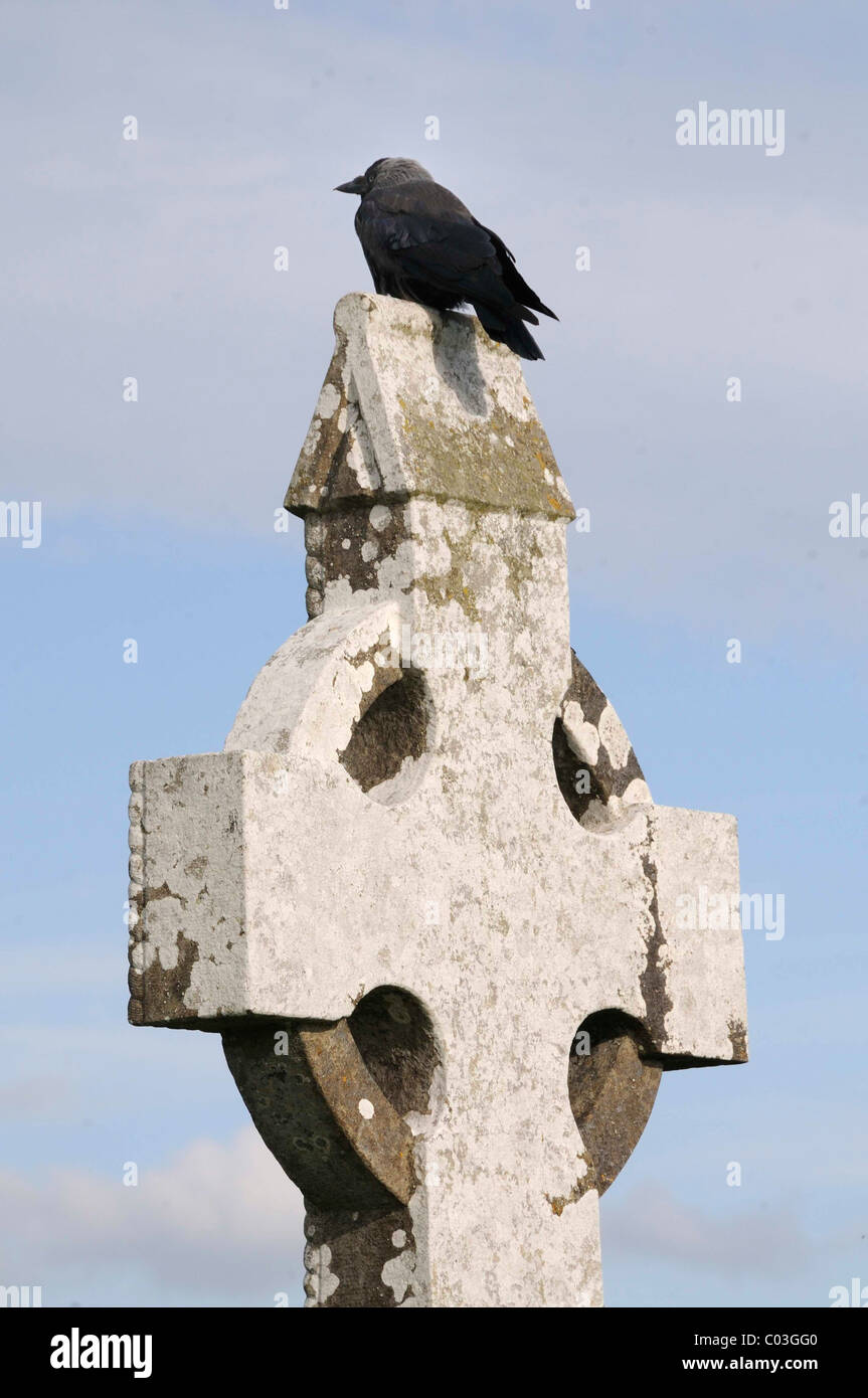 Alta croce con cornacchia mantellata, rovine del monastero di Clonmacnoise sullo Shannon, Midlands, Repubblica di Irlanda, Europa Foto Stock