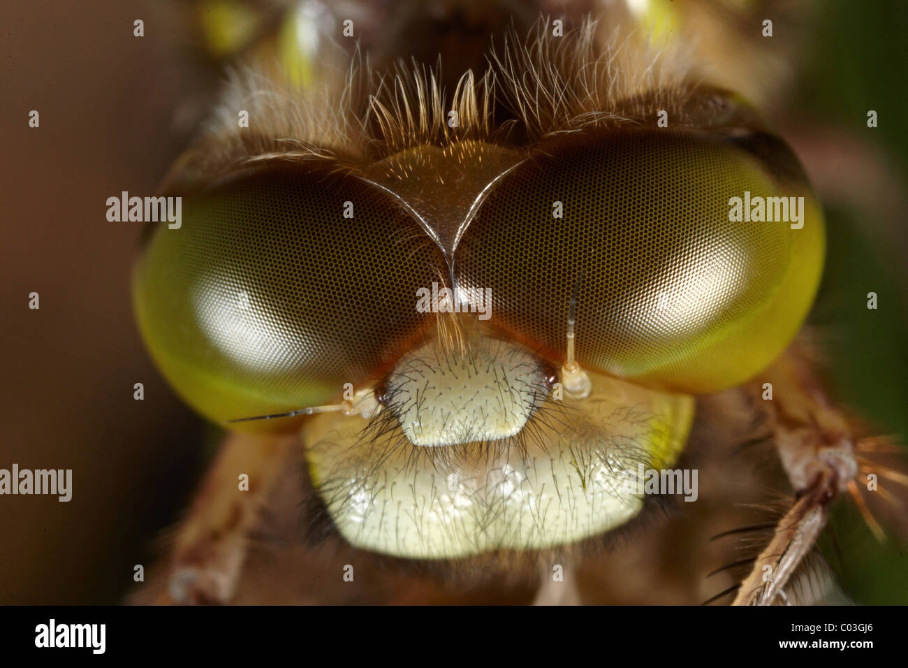 Quattro-spotted Chaser o quattro-spotted Skimmer (Libellula quadrimaculata) essiccazione, macro Foto Stock