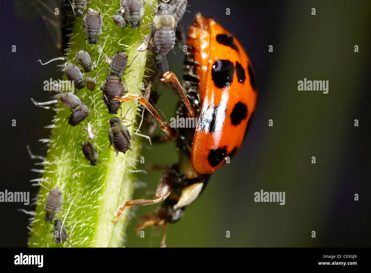 Ladybird (Coccinellidae) con afidi (Aphidoidea), macro Foto Stock