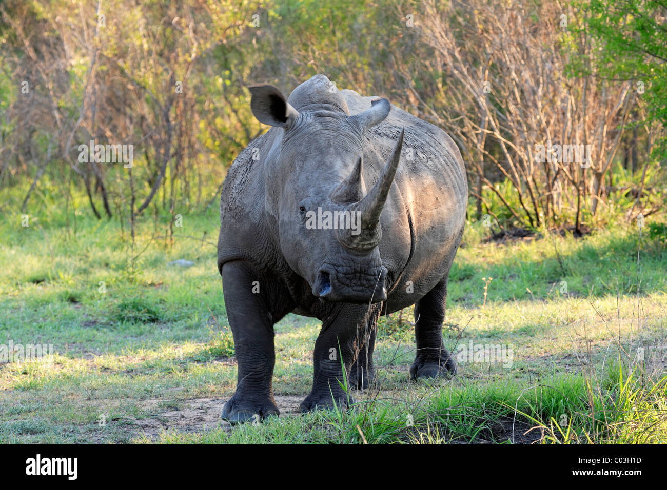 Rinoceronte bianco o piazza a labbro rinoceronte (Ceratotherium simum), maschio adulto, Sabisabi Riserva Privata Timbavati Foto Stock