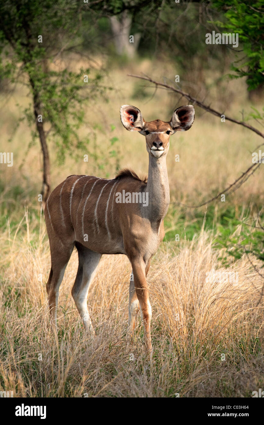 Kudu maggiore (Tragelaphus strepsiceros), femmina adulta, Kruger National Park, Sud Africa e Africa Foto Stock