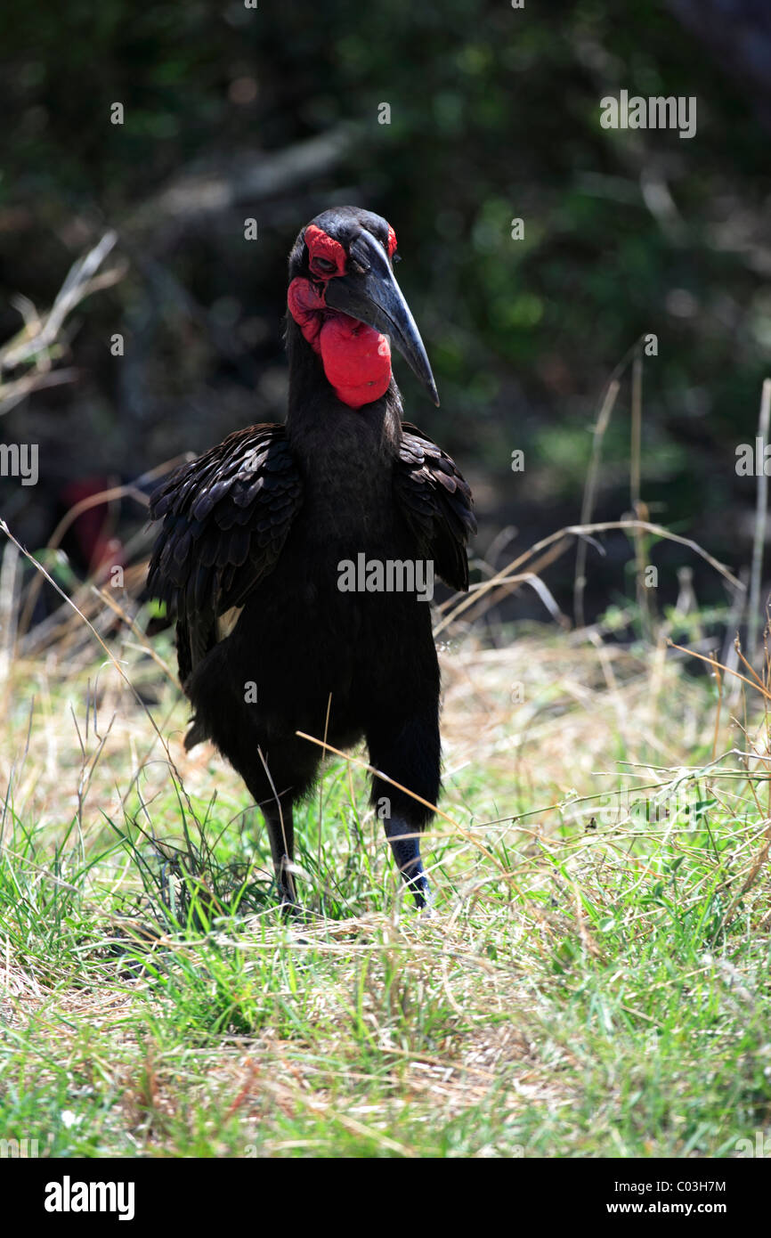 Massa Hornbill (Bucorvus leadbeateri), Adulto sul terreno, il Parco Nazionale Kruger, Sud Africa e Africa Foto Stock