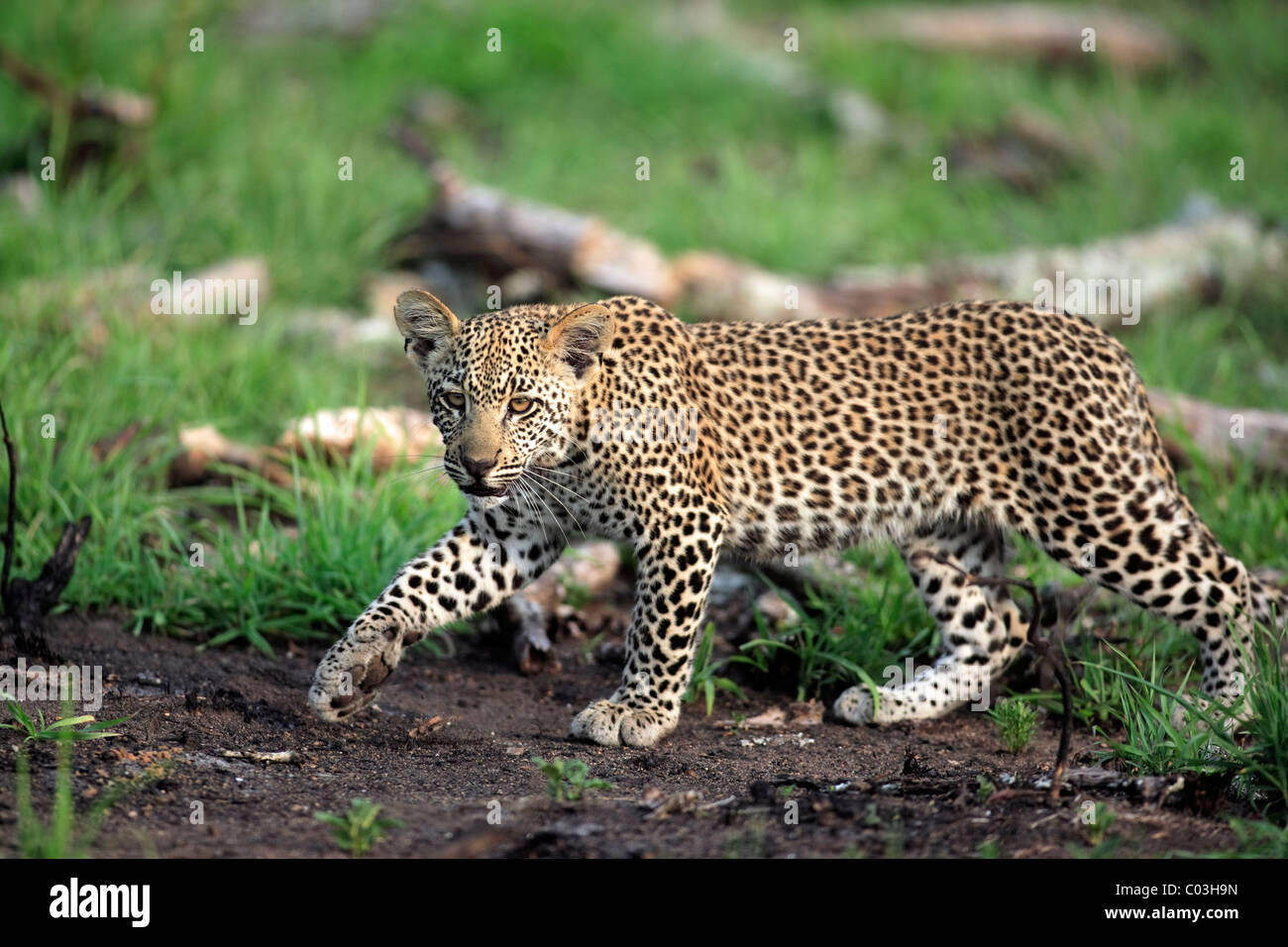 Leopard (Panthera pardus), stalking cub Sabisabi riserva privata, il Parco Nazionale Kruger, Sud Africa e Africa Foto Stock