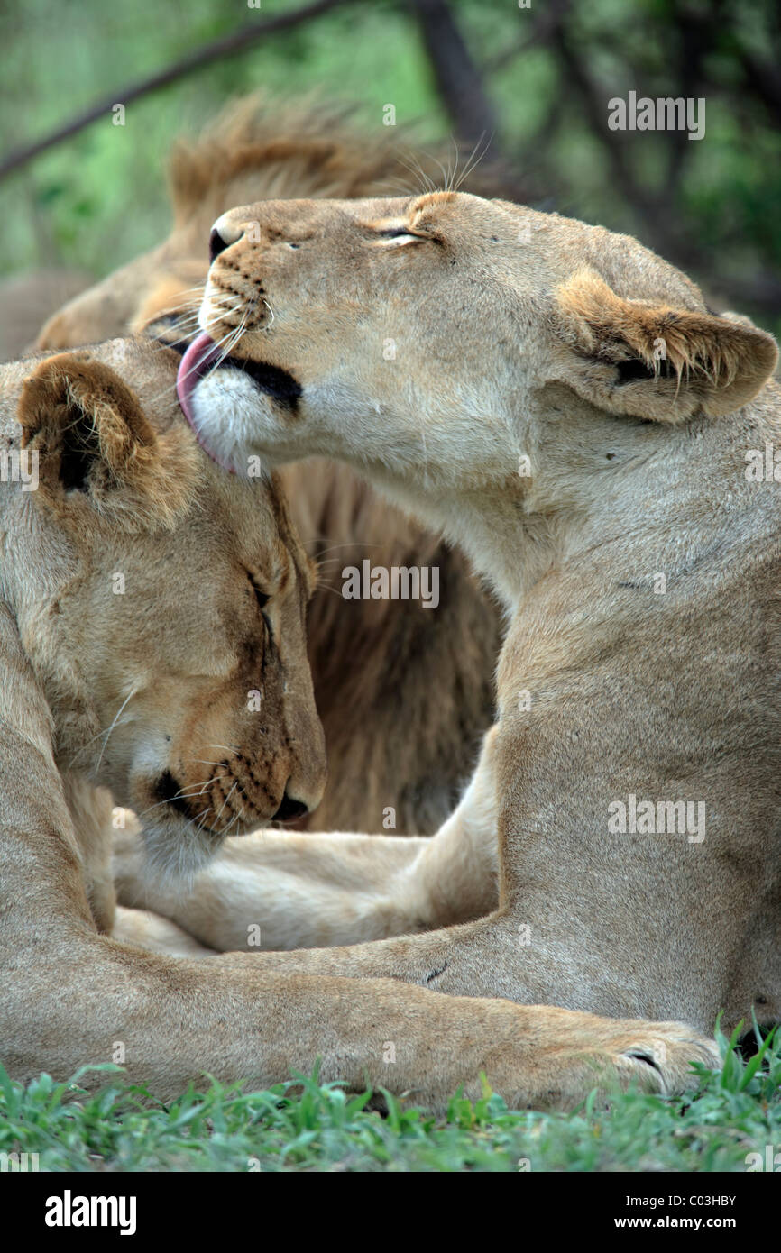 Lion (Panthera leo), due femmina adulti, il comportamento sociale, Sabisabi riserva privata, il Parco Nazionale Kruger, Sud Africa Foto Stock