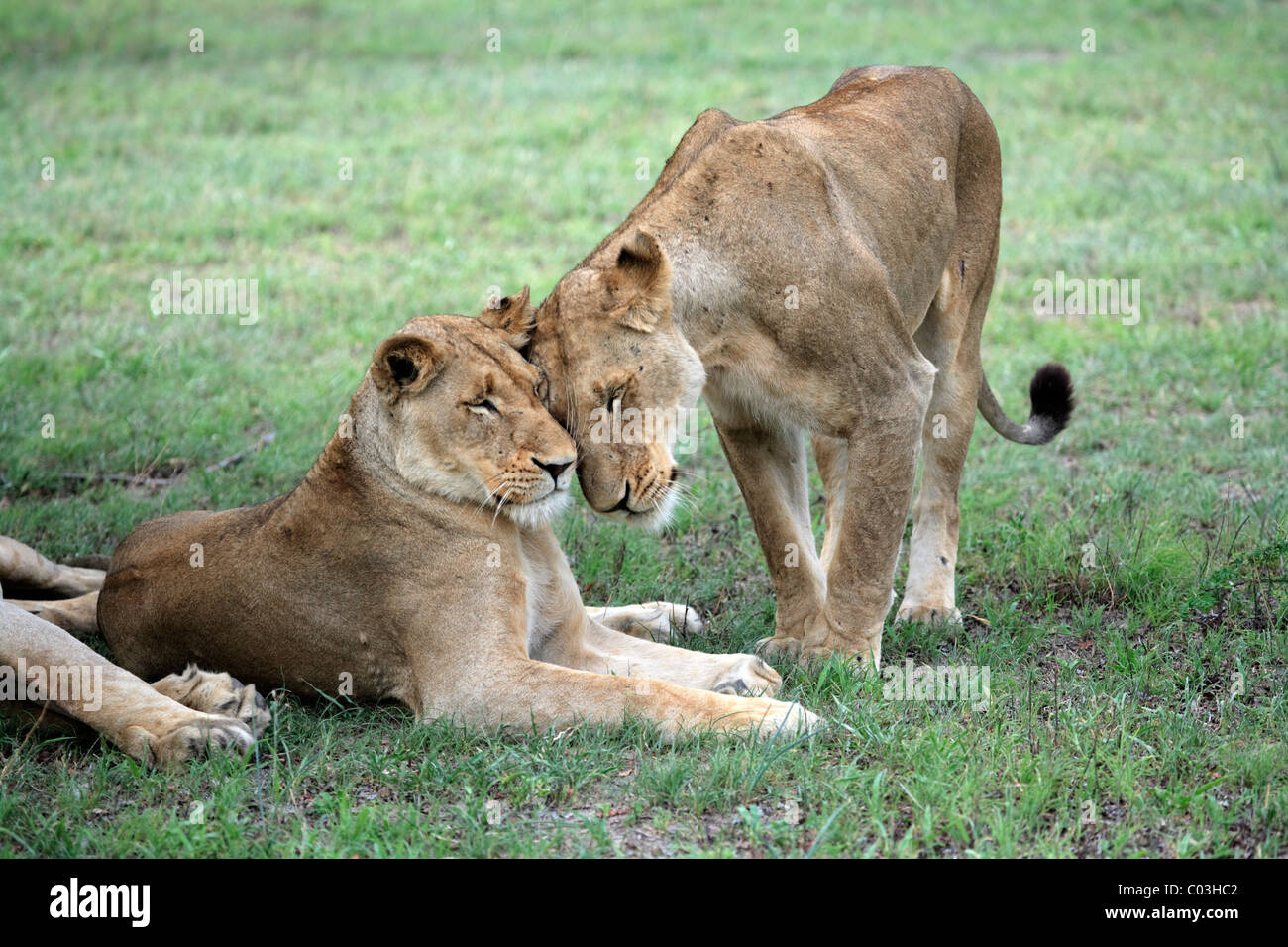 Lion (Panthera leo), due femmina adulti, il comportamento sociale, Sabisabi riserva privata, il Parco Nazionale Kruger, Sud Africa Foto Stock