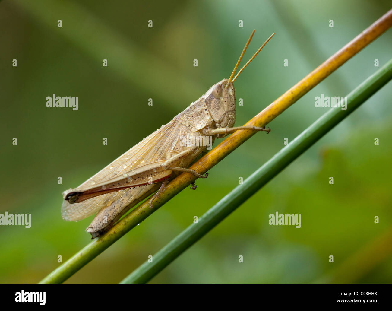Campo comune grasshopper (Acrididae) Foto Stock