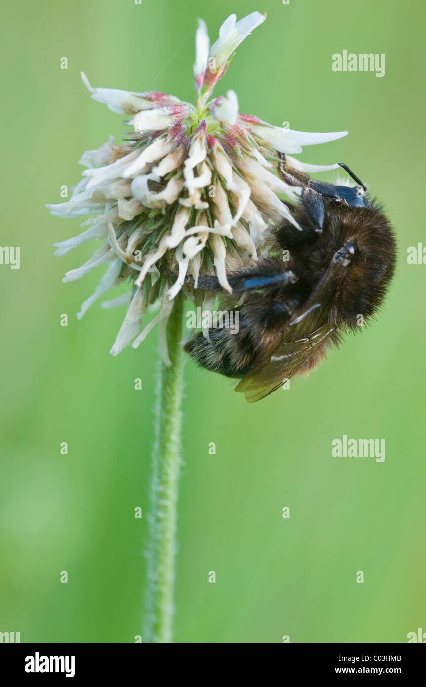 Bumblebee (Bombus) sul trifoglio bianco Foto Stock