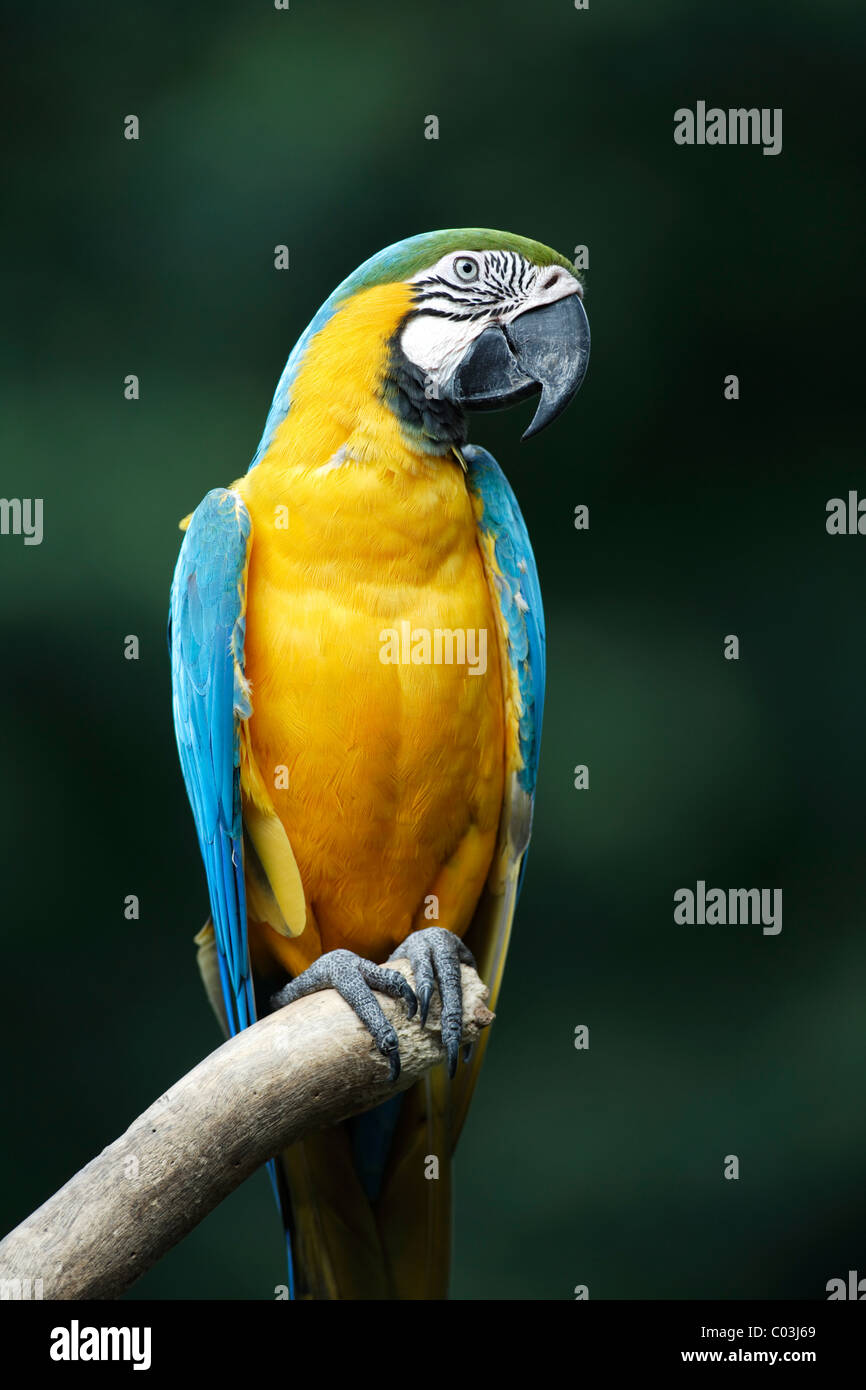 Blu e Oro Macaw (Ara ararauna), uccello adulto su un ramo, Sud America Foto Stock