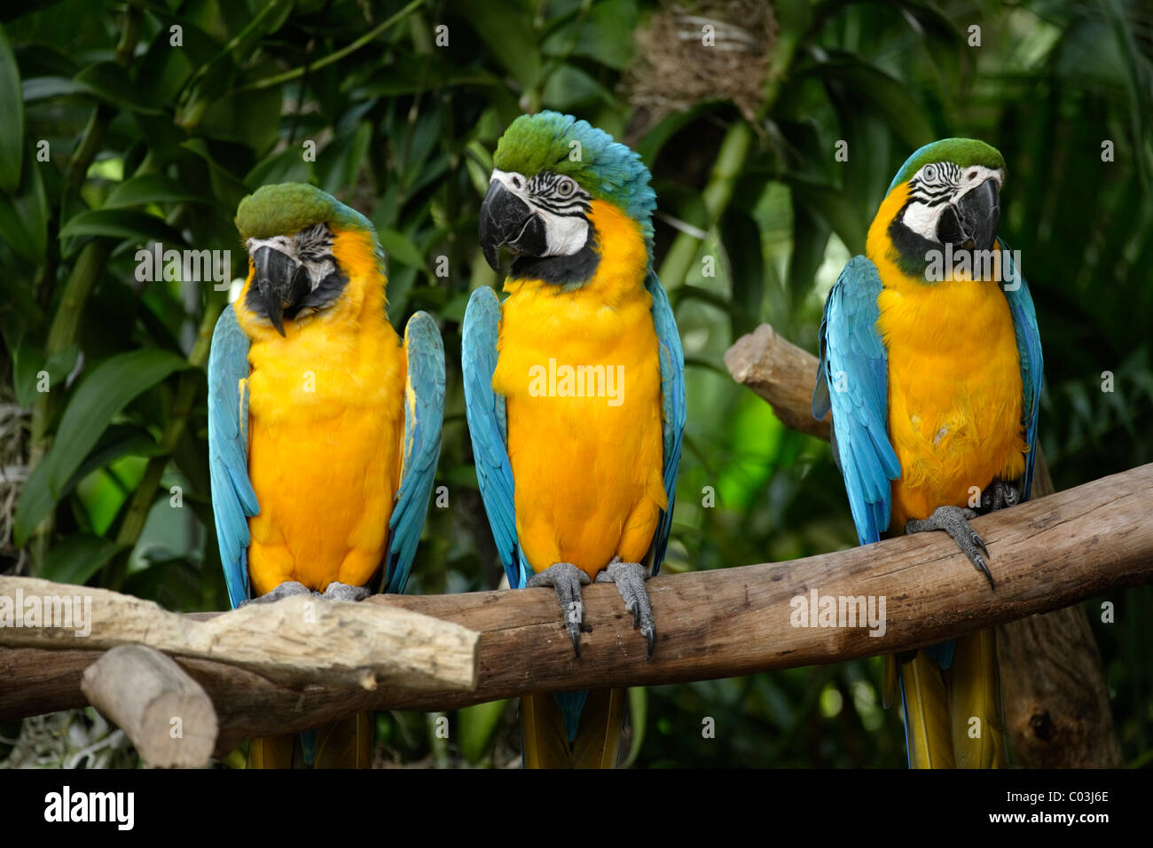 Blu e Oro Macaws (Ara ararauna), uccelli adulti su un ramo, Sud America Foto Stock